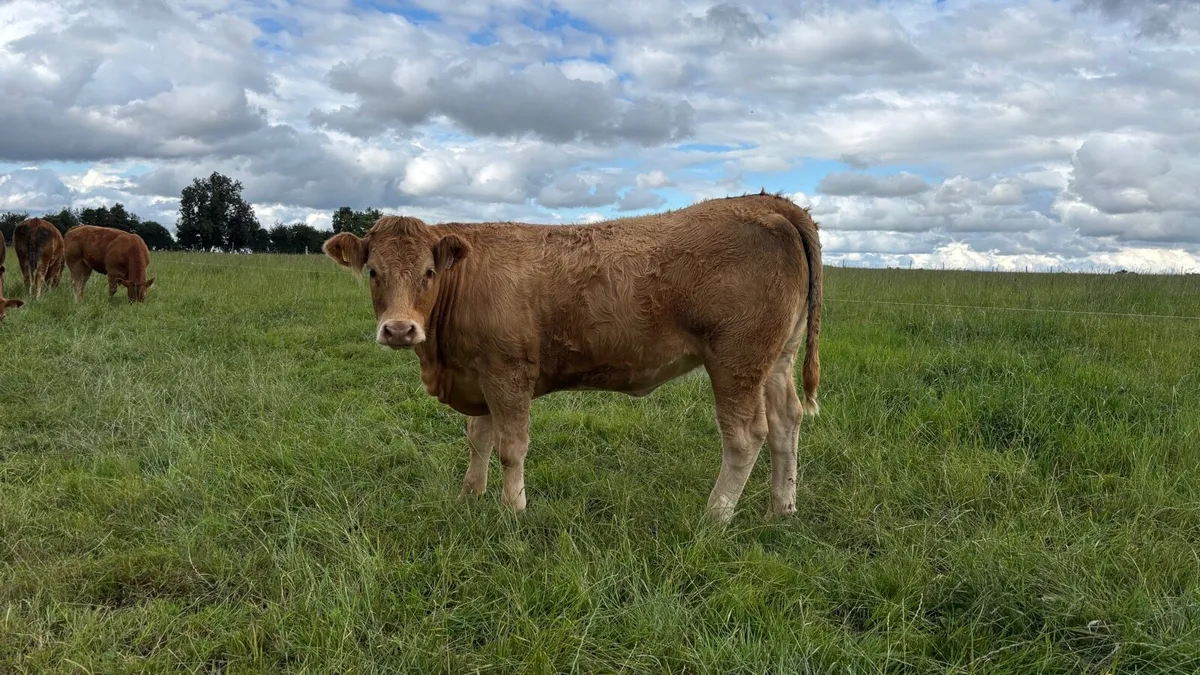 Top Quality Breeding Heifers - Image 4
