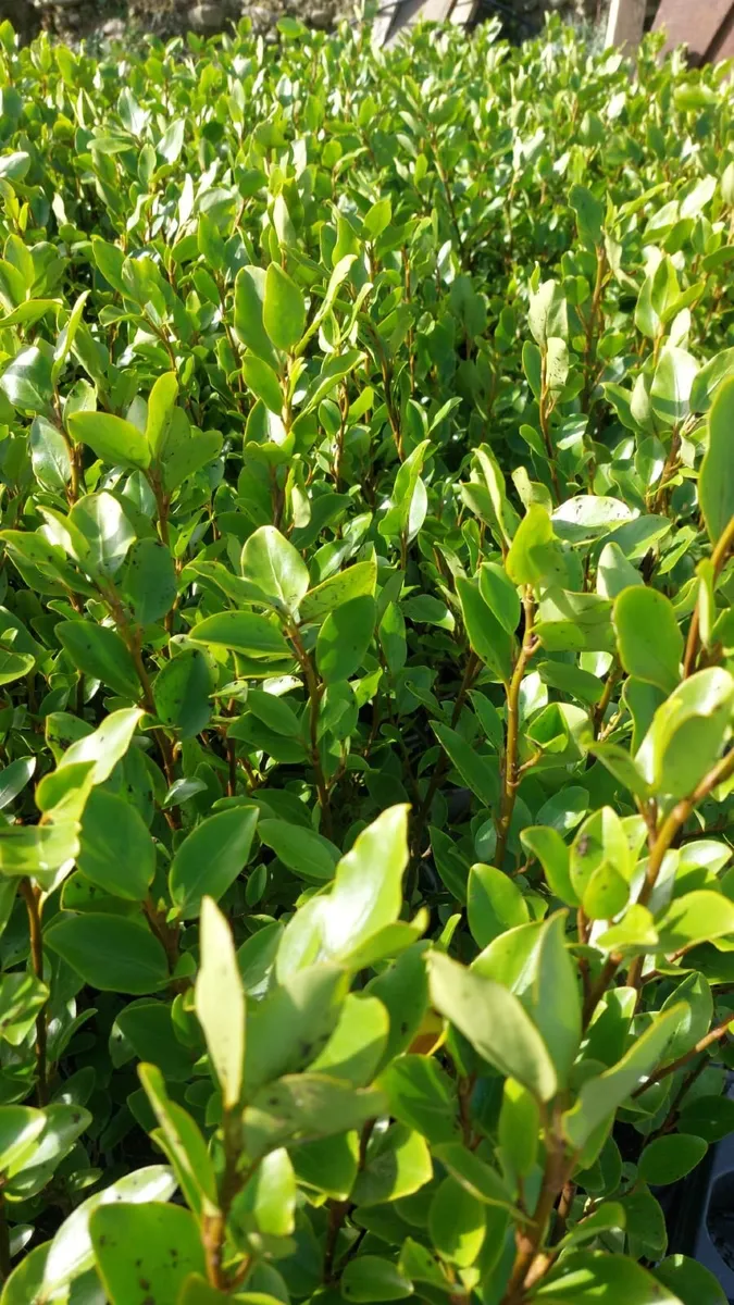 Griselinia Hedging - Image 2