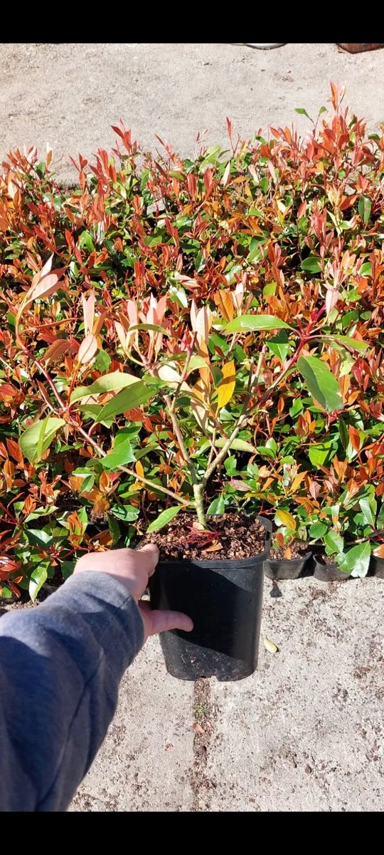 Red Robin Hedging - Image 3