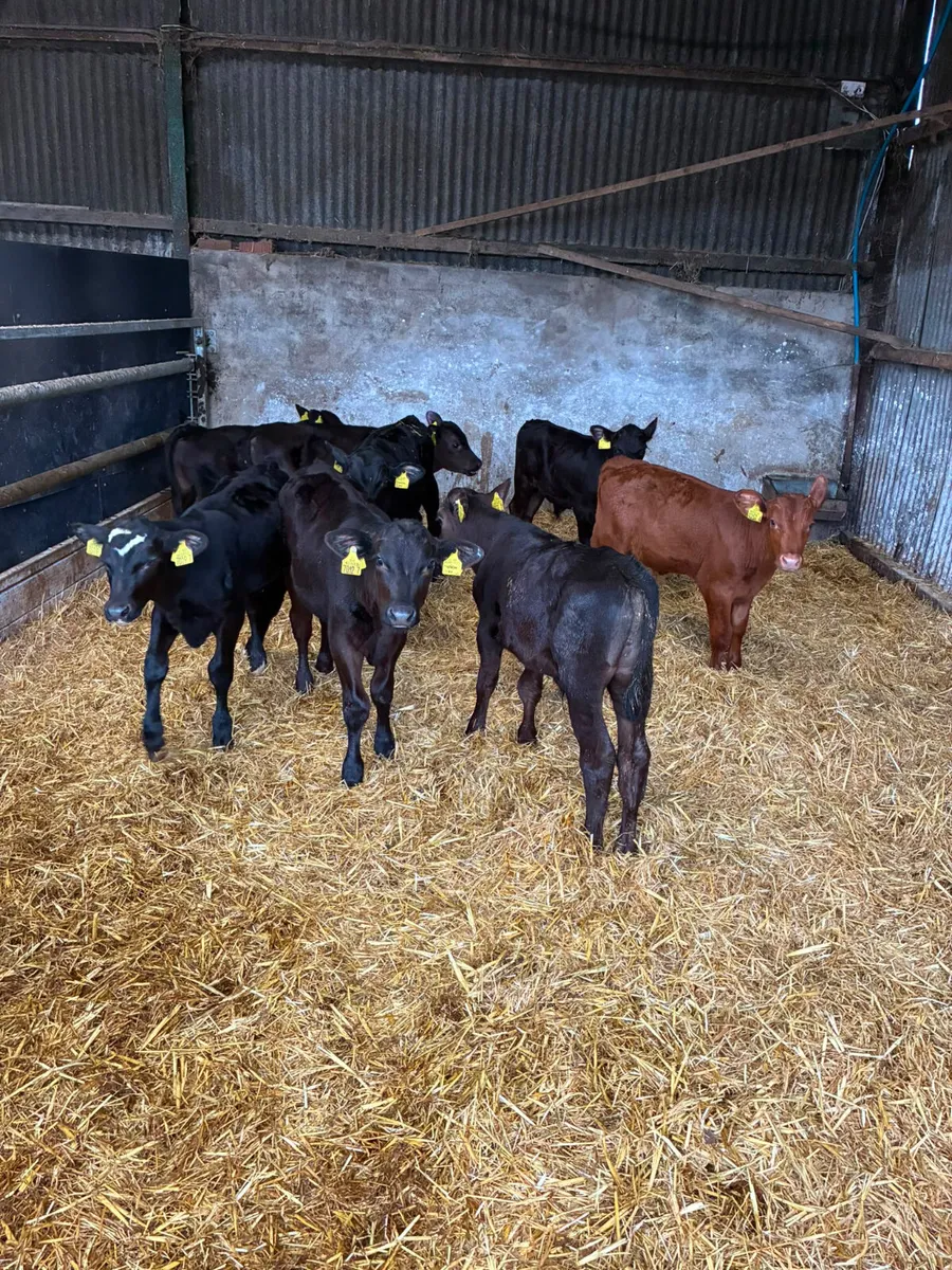 Reared Angus bulls - Image 3