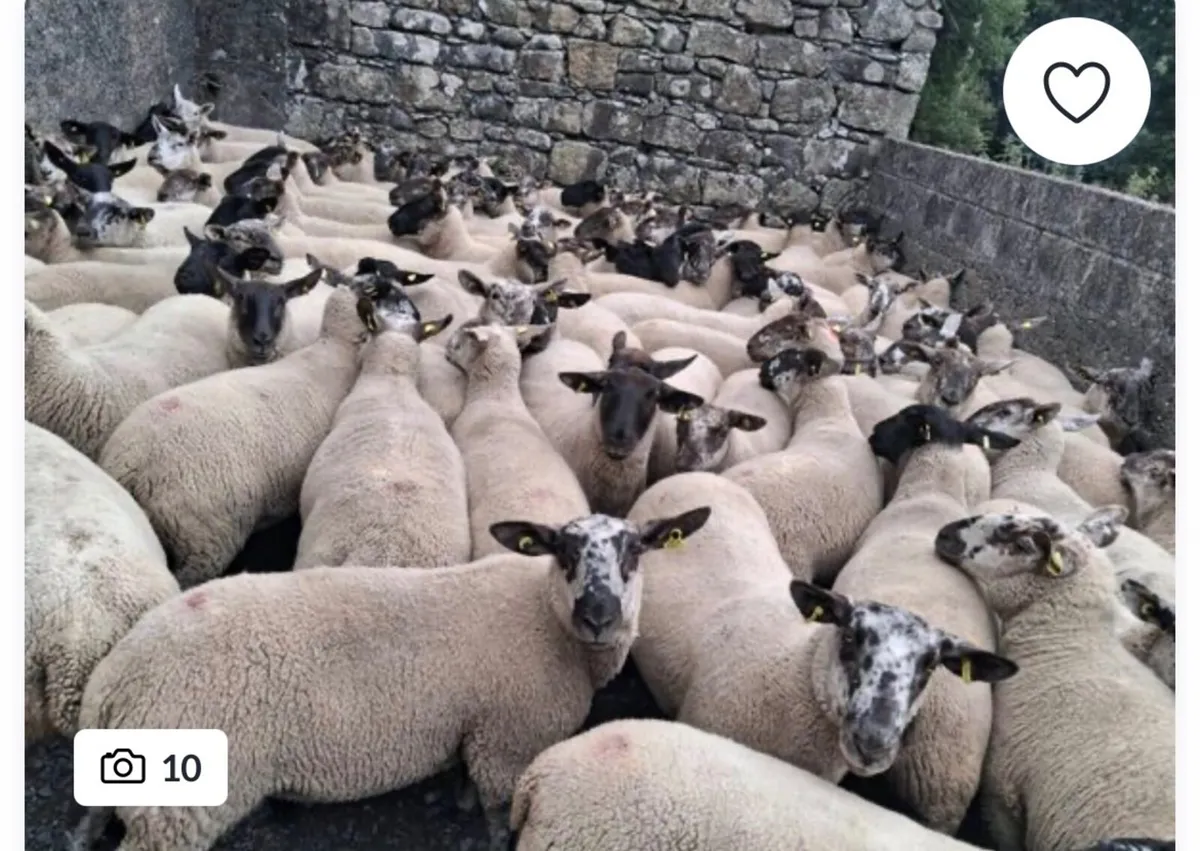 STORE LAMBS & BREEDING SHEEP BOUGHT - Image 1