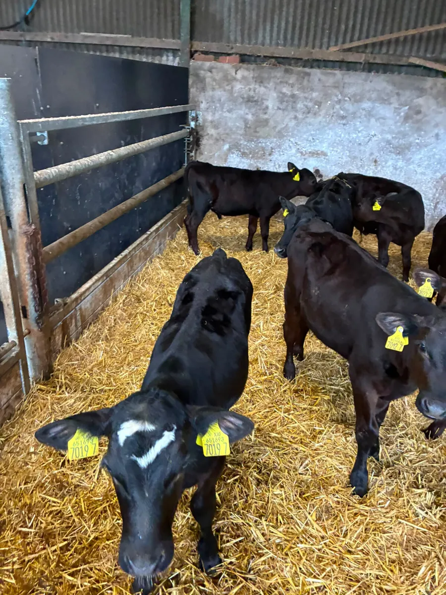 Reared Angus bulls - Image 4