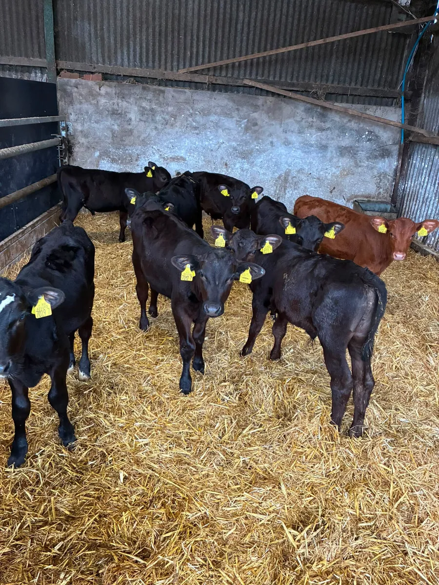 Reared Angus bulls - Image 2