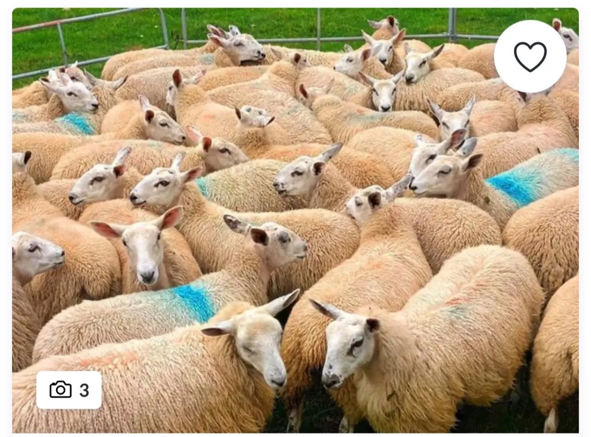 STORE LAMBS & BREEDING SHEEP BOUGHT - Image 2