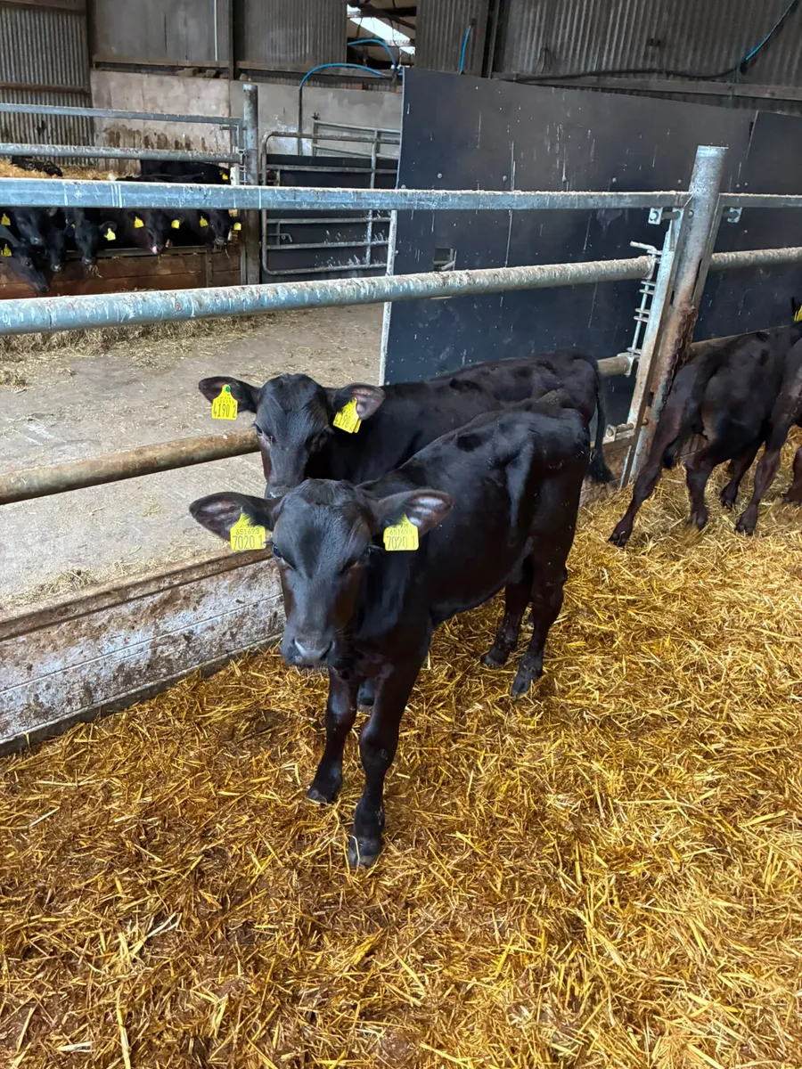 Reared Angus bulls - Image 1