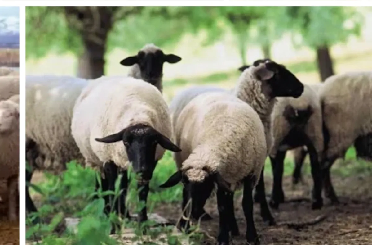 STORE LAMBS & BREEDING SHEEP BOUGHT - Image 3