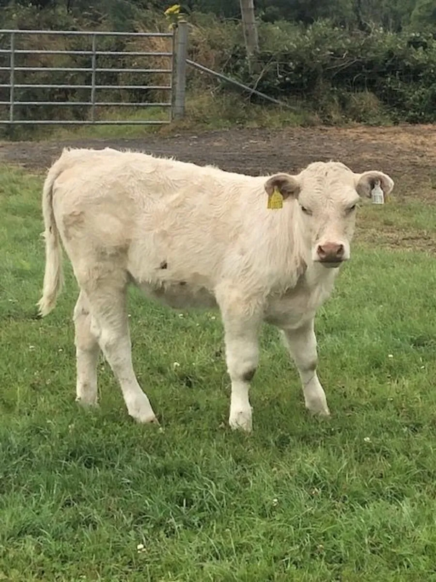 Pedigree Charolais Cows and Calves - Image 3