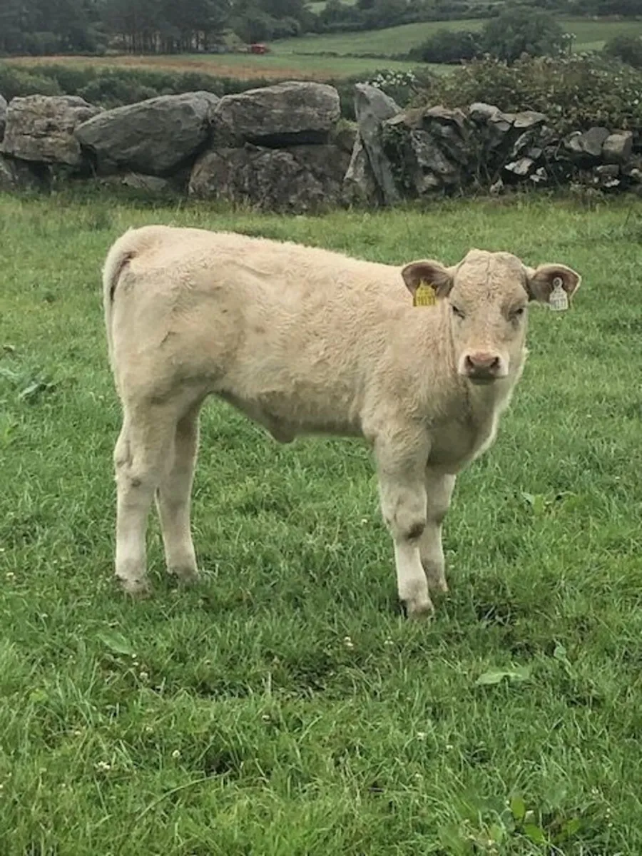Pedigree Charolais Cows and Calves - Image 2