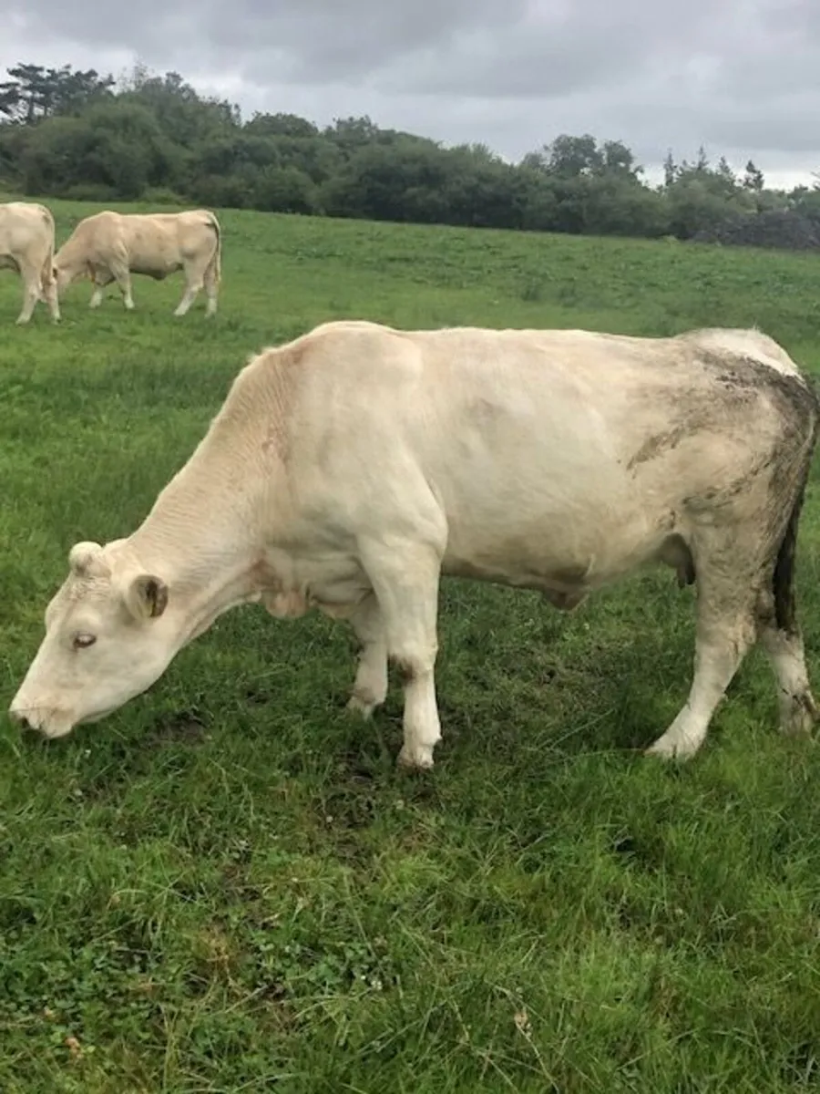 Pedigree Charolais Cows and Calves - Image 1