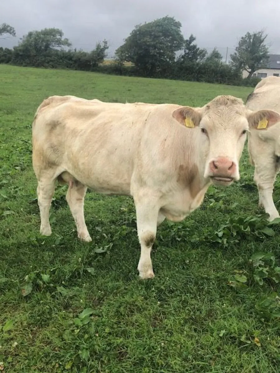 Pedigree Charolais Cows and Calves - Image 4