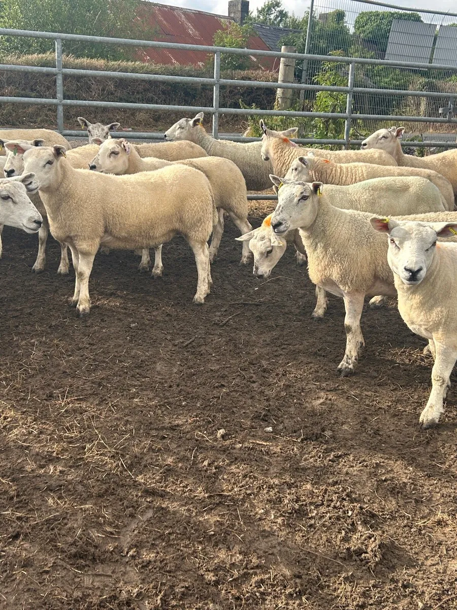Texel mule hoggets - Image 1