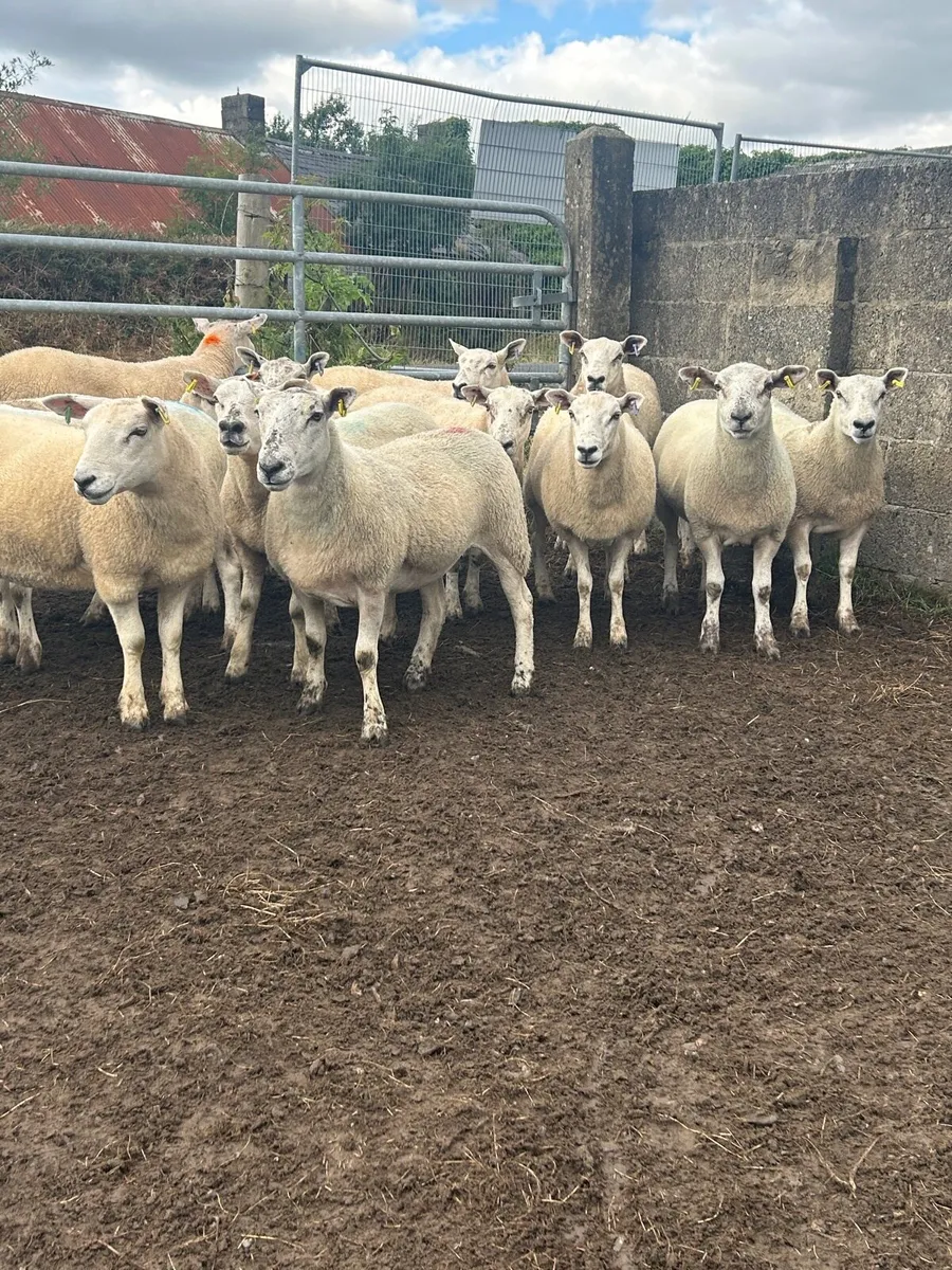 Texel mule hoggets - Image 2