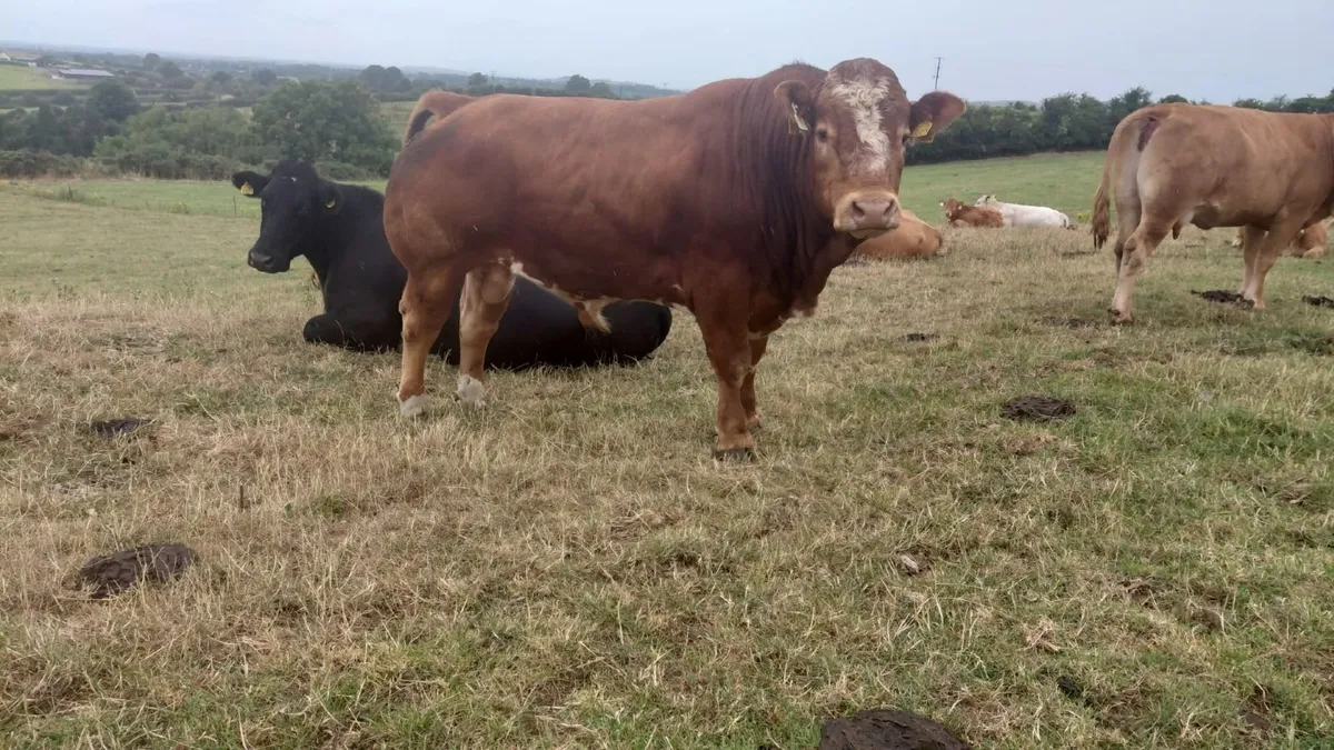 Bull - Image 1