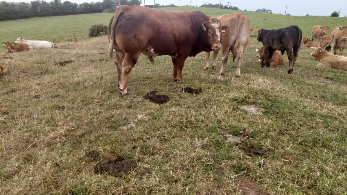Bull - Image 2