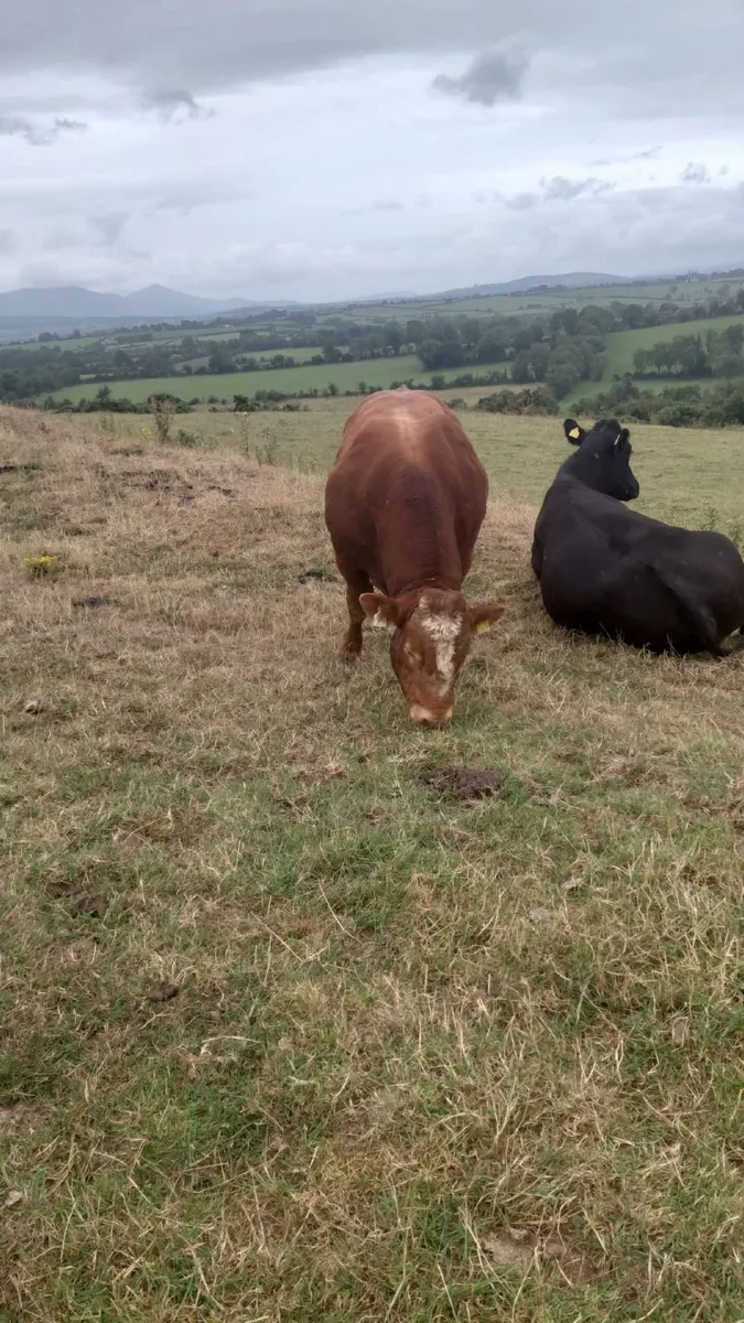 Bull - Image 3