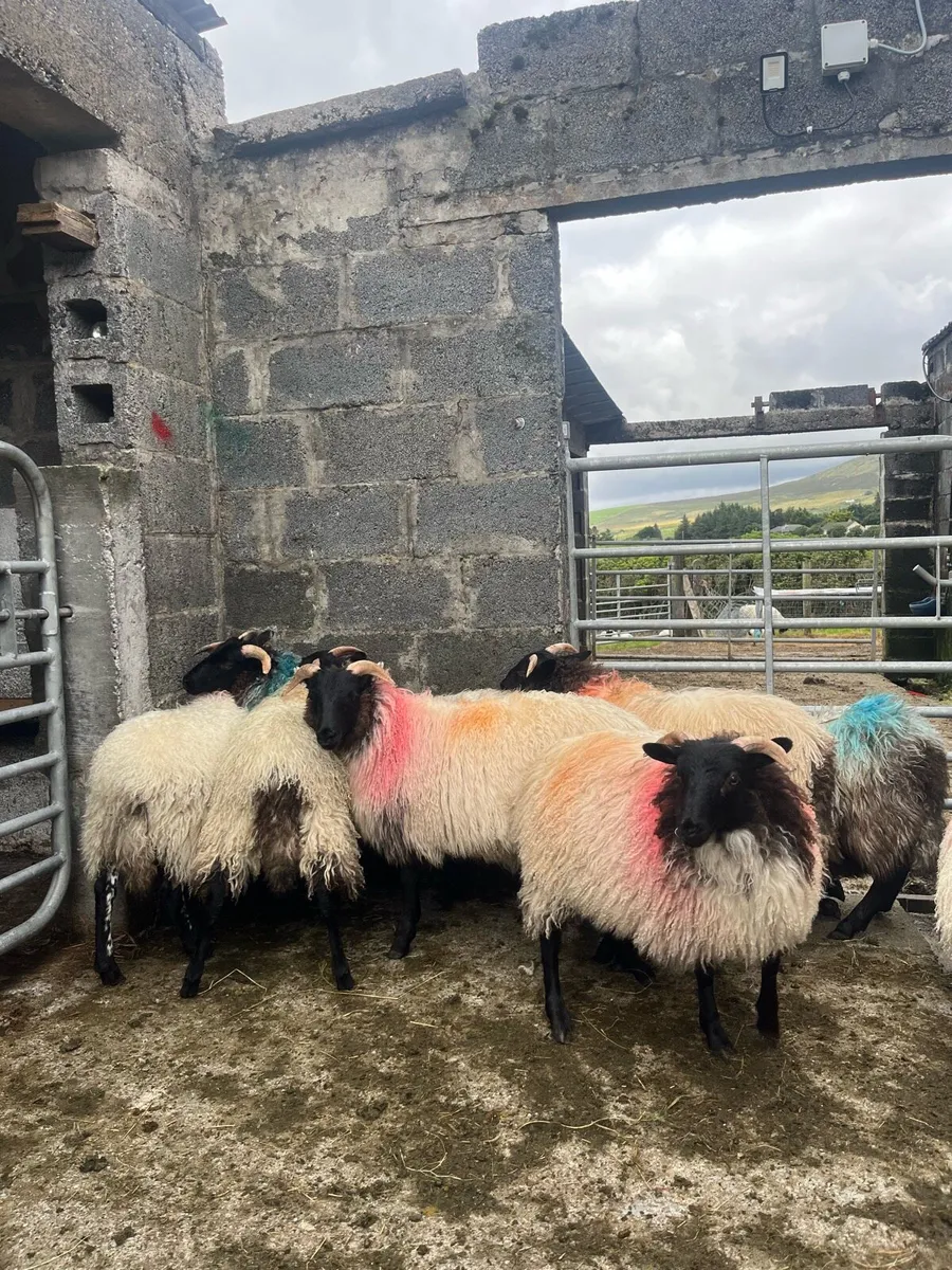 8 Blackface Ewe Lambs - Image 1