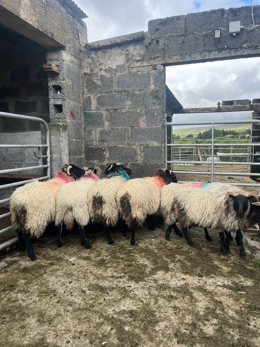 8 Blackface Ewe Lambs - Image 2