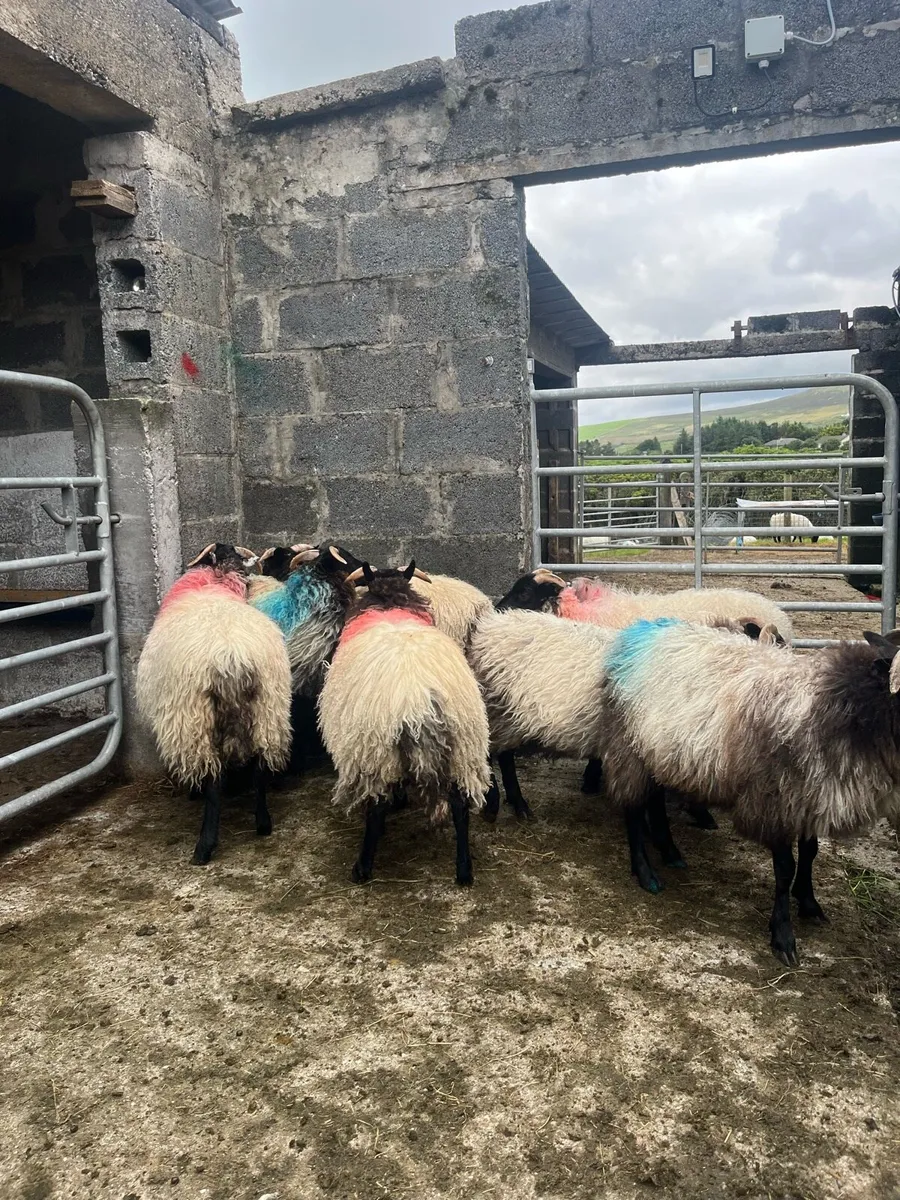 8 Blackface Ewe Lambs - Image 3