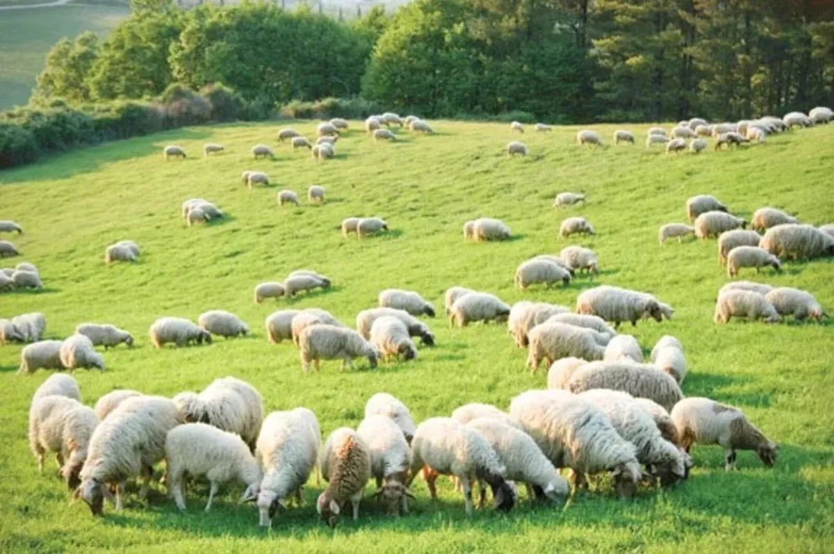 Grazing wanted for sheep