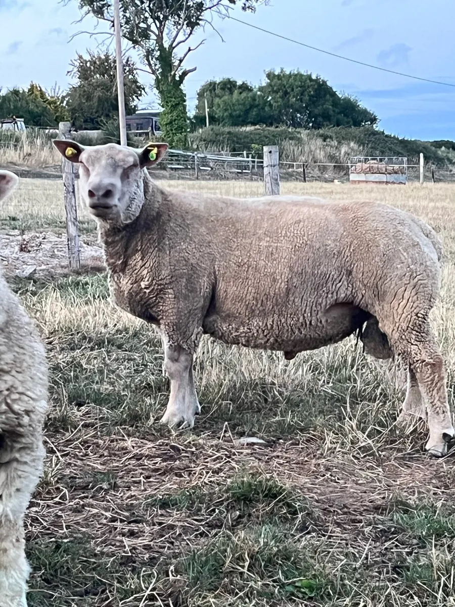 Charollais hogget - Image 1