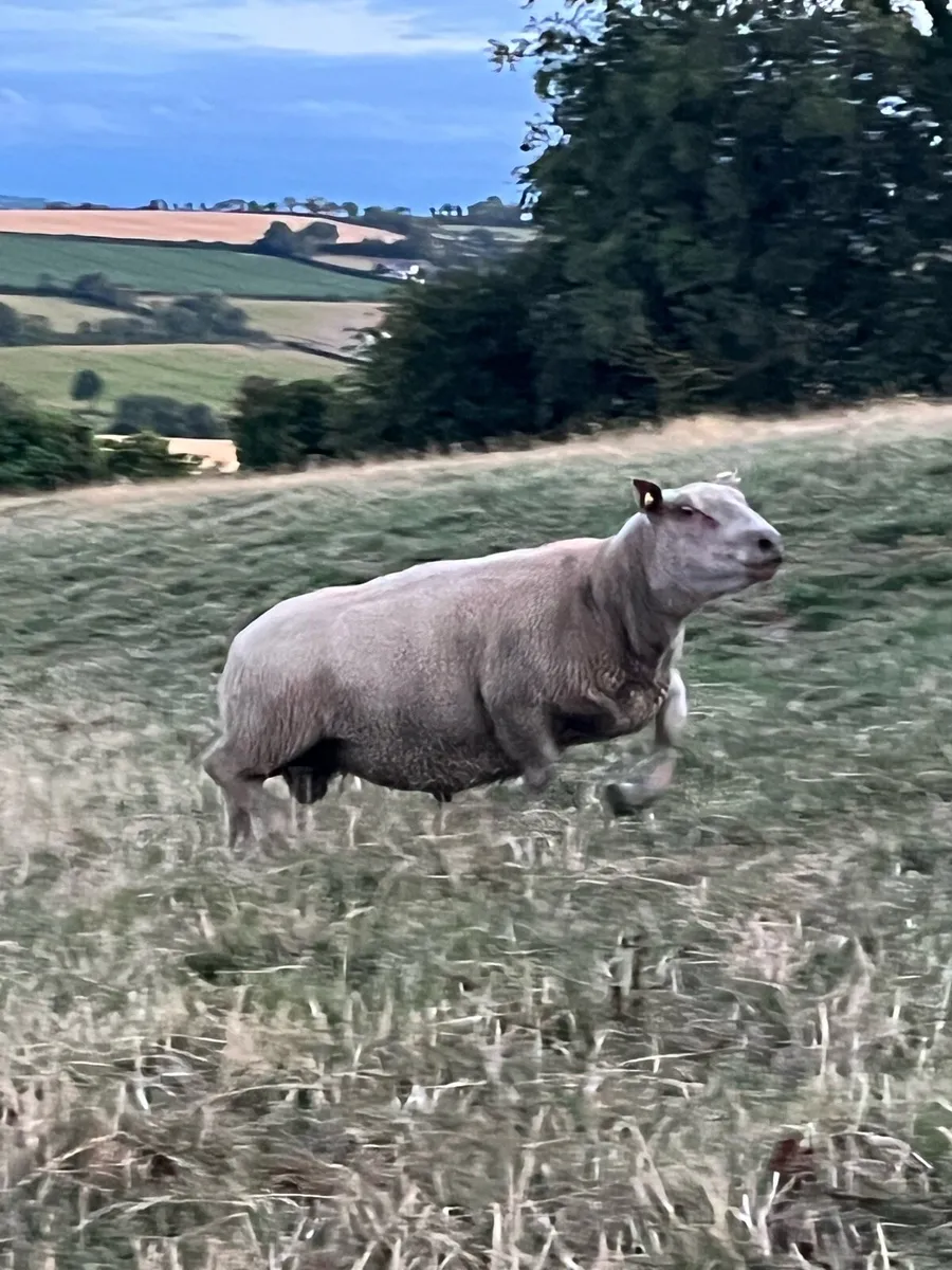 Charollais hogget - Image 2