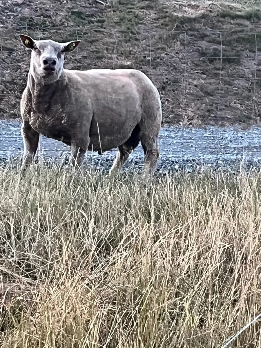 Charollais hogget - Image 3