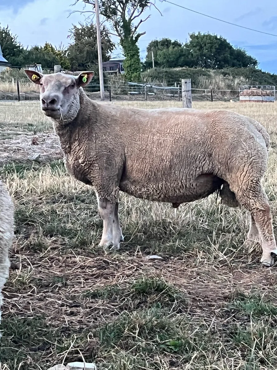 Charollais hogget - Image 4