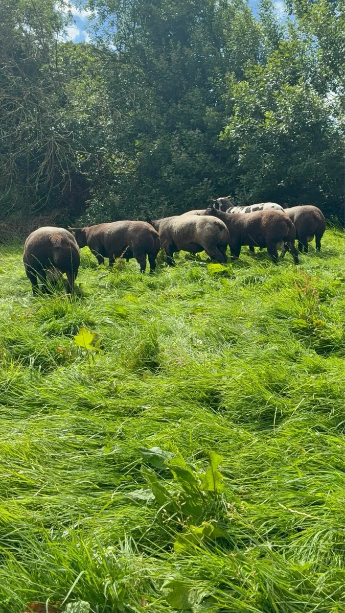 Purebred Blue Texel shearling Rams - Image 4