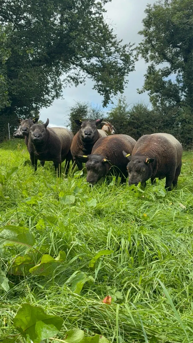 Purebred Blue Texel shearling Rams - Image 1