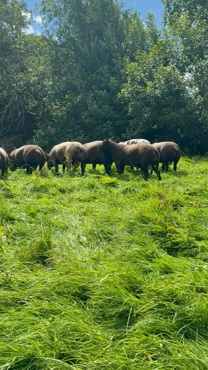Purebred Blue Texel shearling Rams - Image 2