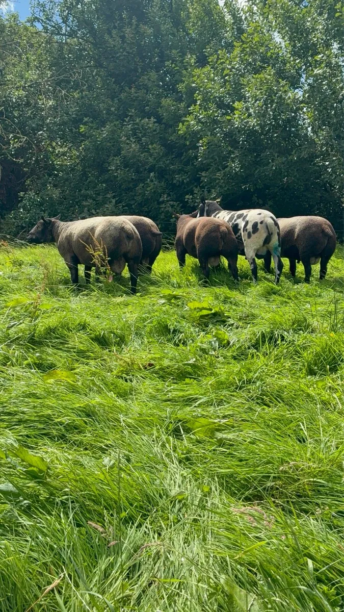 Purebred Blue Texel shearling Rams - Image 3