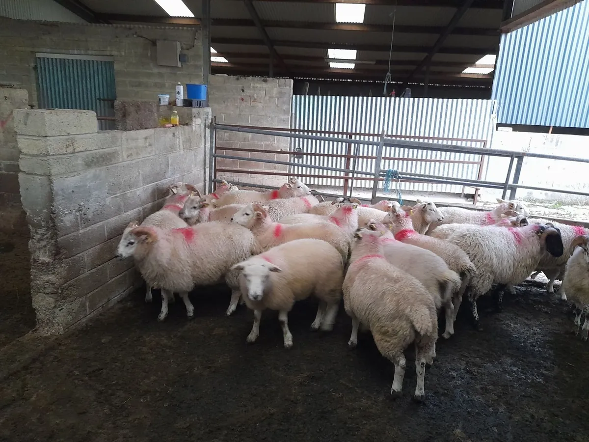 Sheep - Image 1