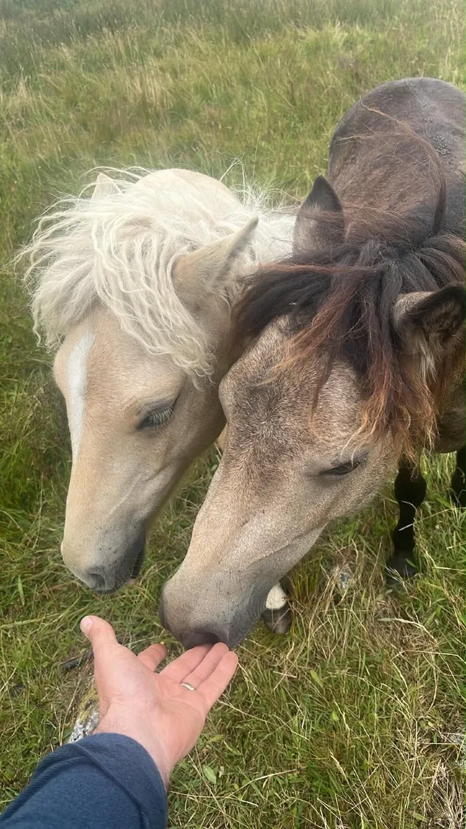 Kerry Bog Pony - Image 4