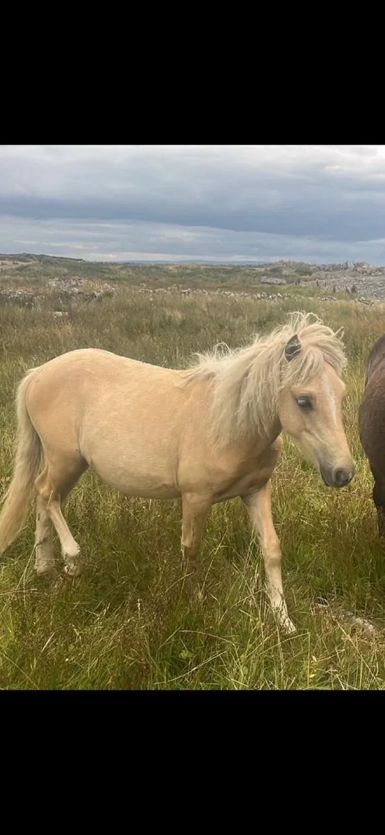 Kerry Bog Pony - Image 1