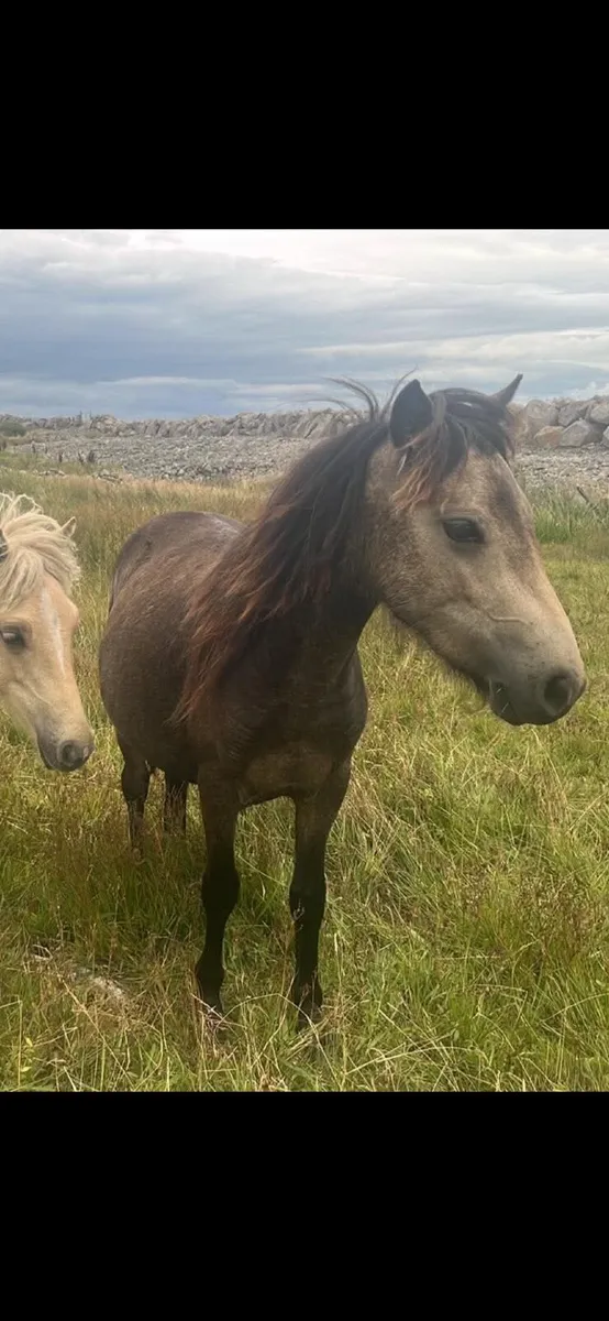 Kerry Bog Pony - Image 3