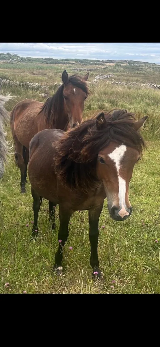 Kerry Bog Pony - Image 2