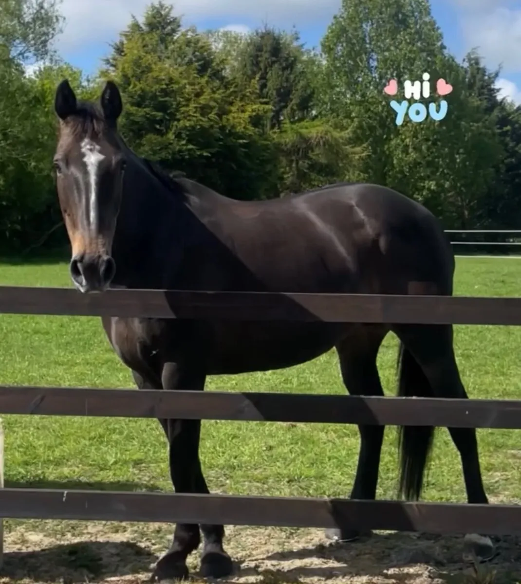 Cavalier Royale Mare - Image 2