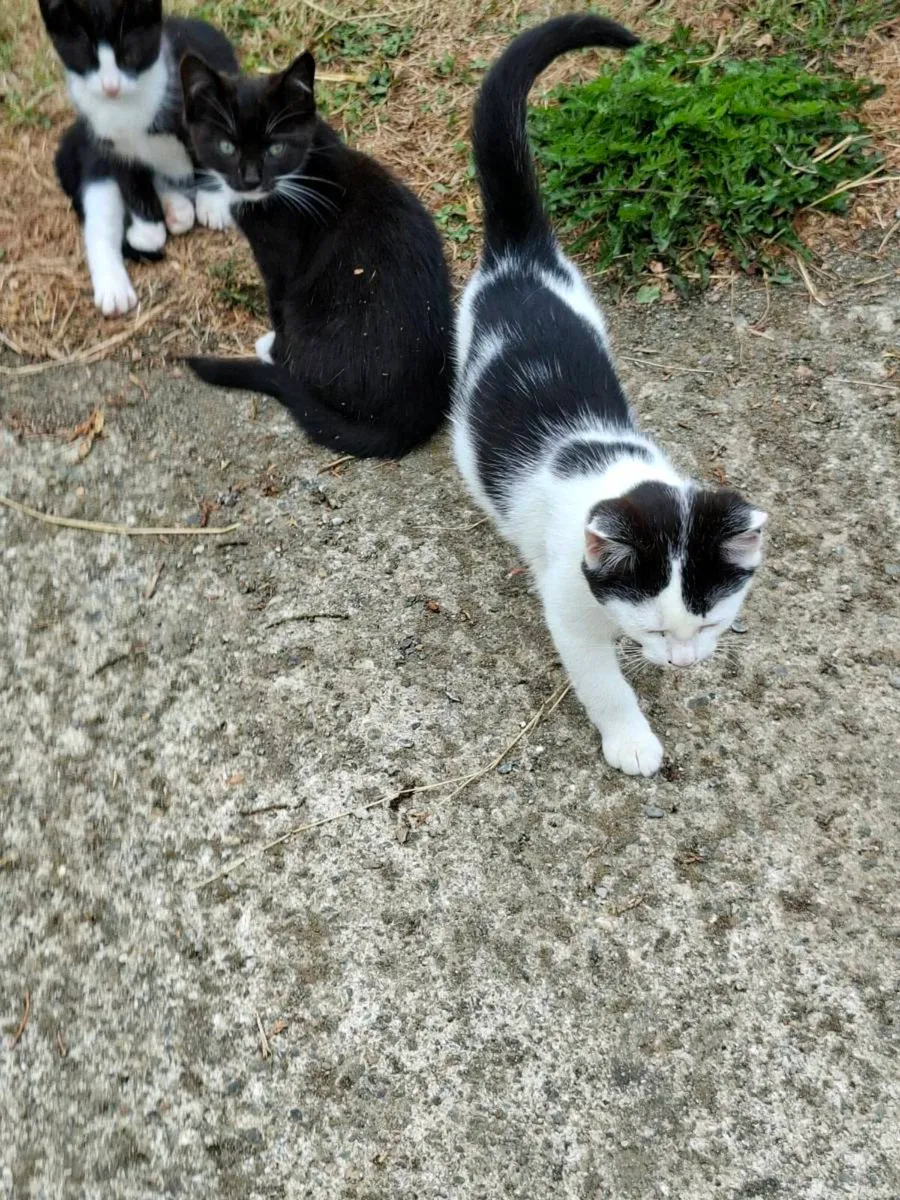 Kittens - Image 1