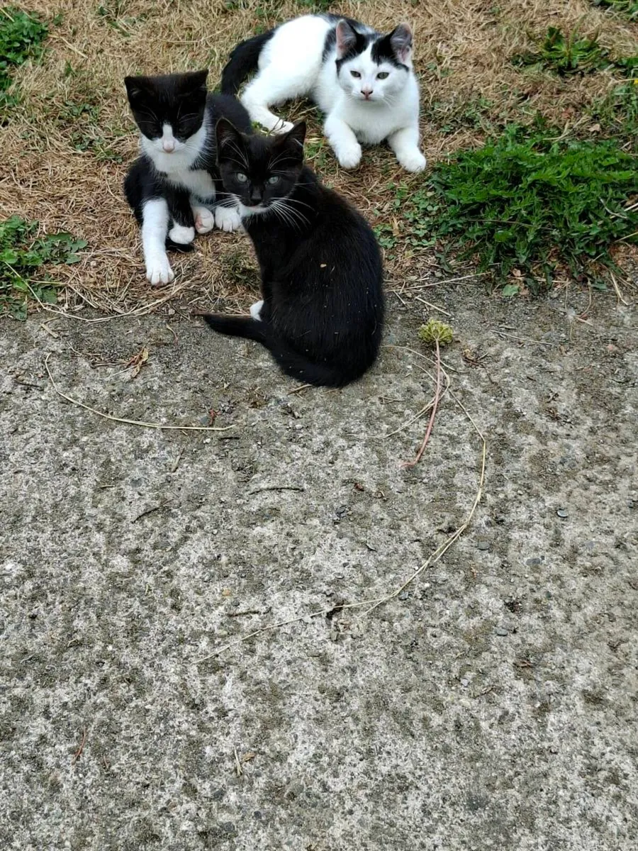 Kittens - Image 2