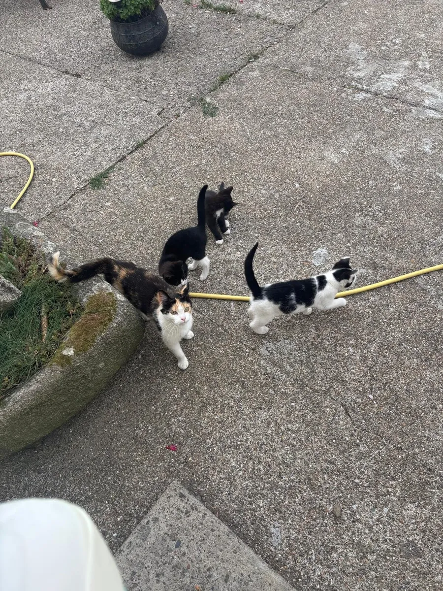 Kittens - Image 3