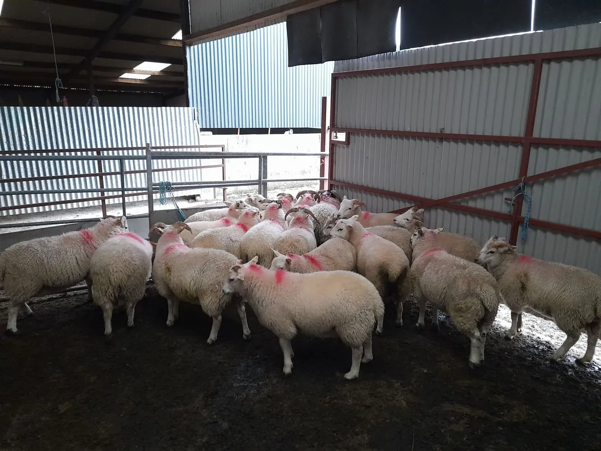 Sheep - Image 3