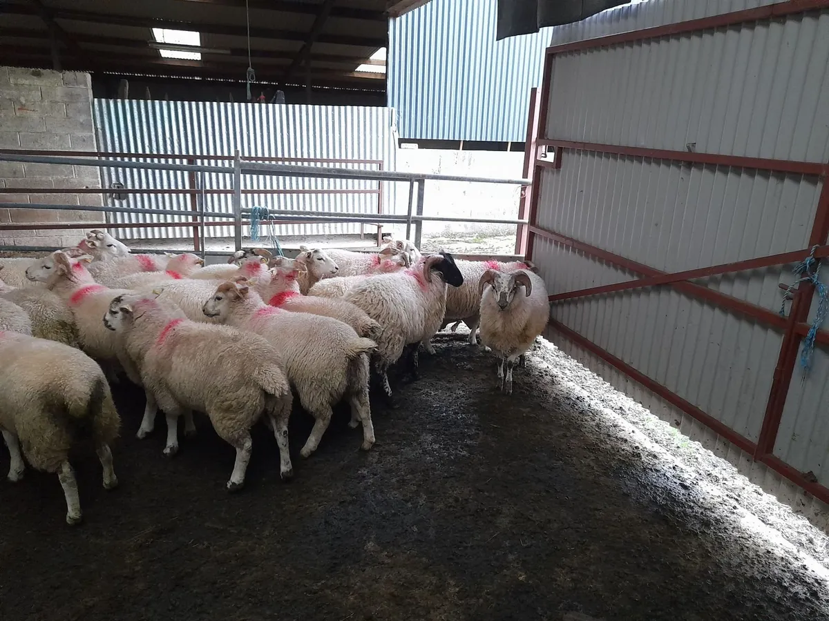 Sheep - Image 2