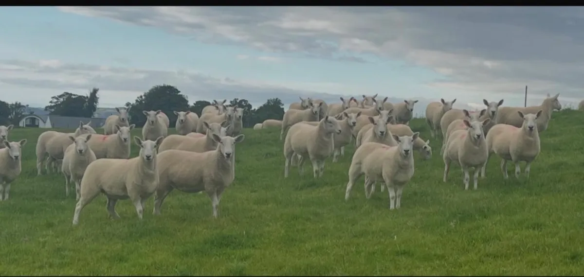 Wicklow Cheviot Hoggets - Image 1