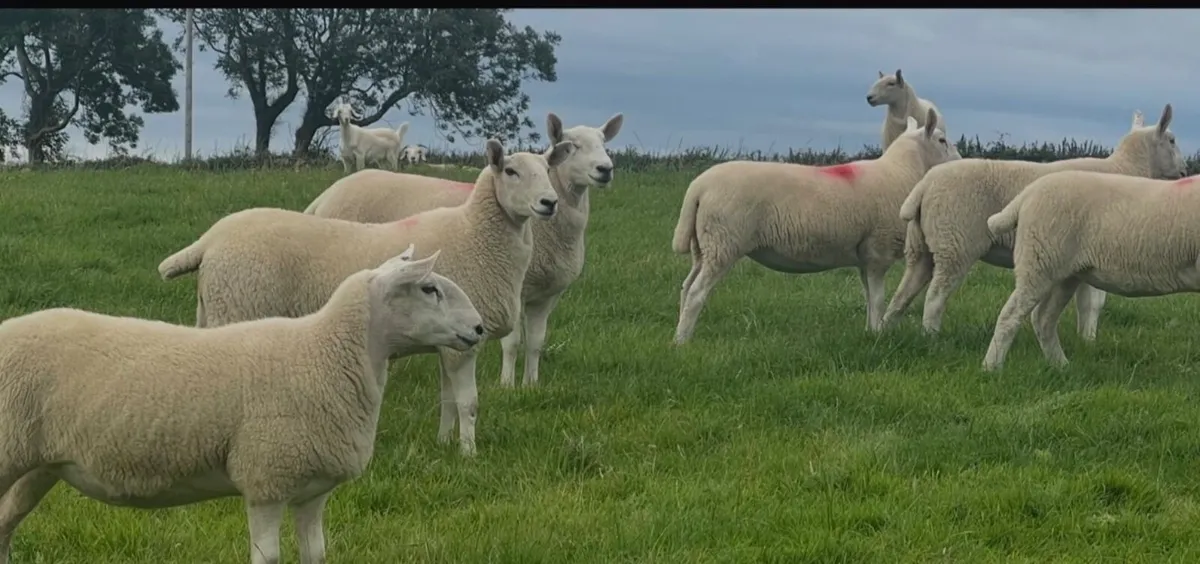 Wicklow Cheviot Hoggets - Image 2