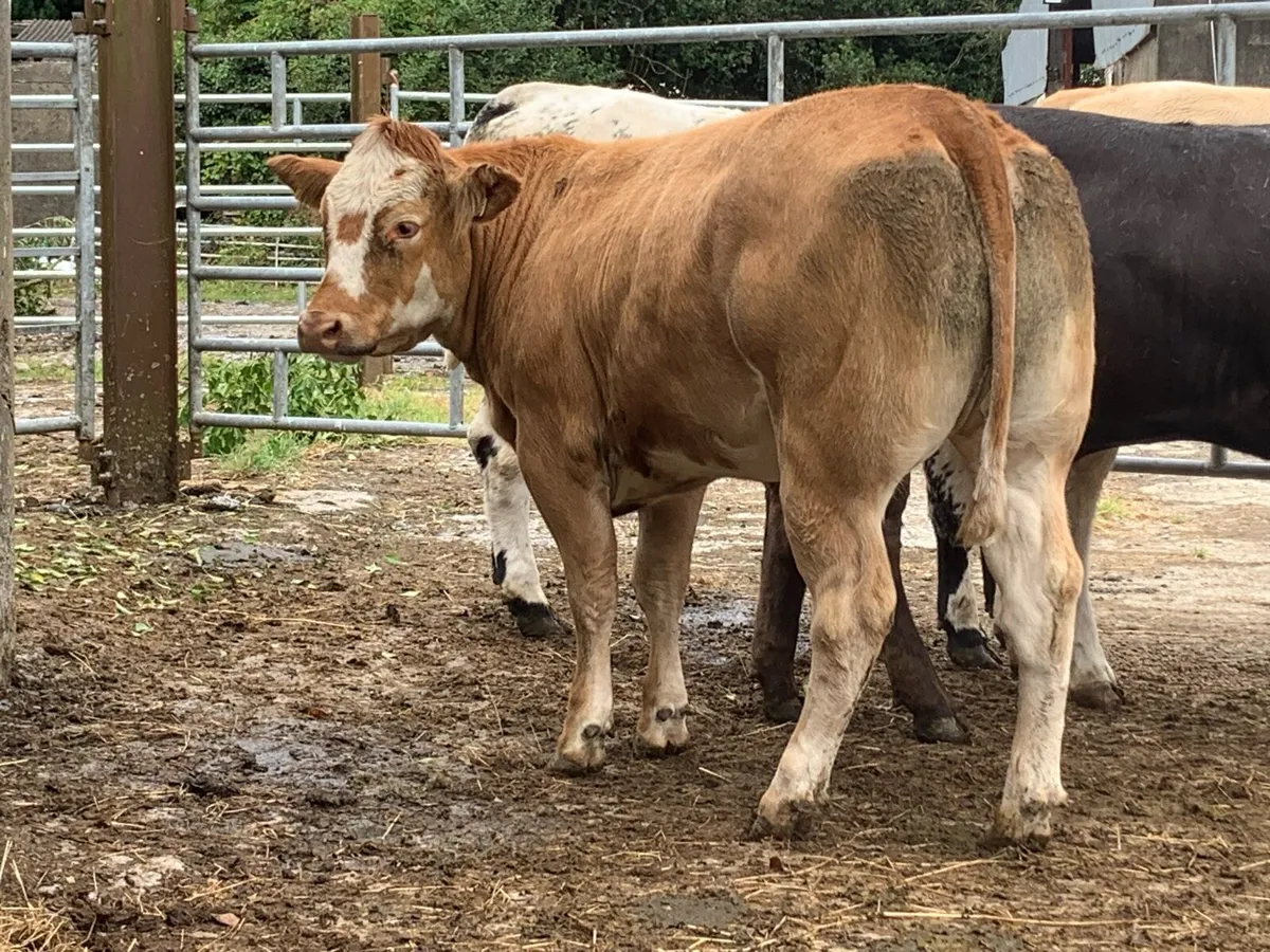 4 super AI bred bulling heifers - Image 2