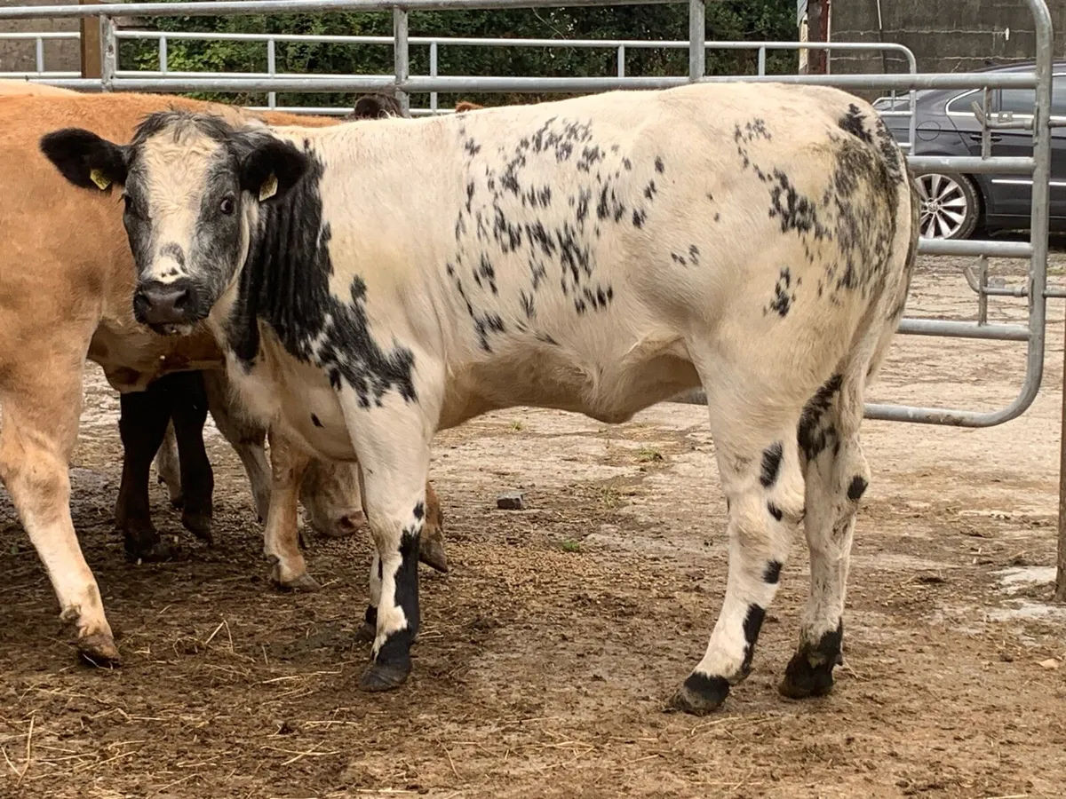4 super AI bred bulling heifers - Image 3