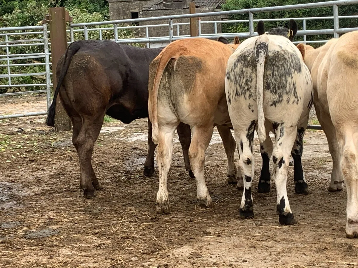 4 super AI bred bulling heifers - Image 4