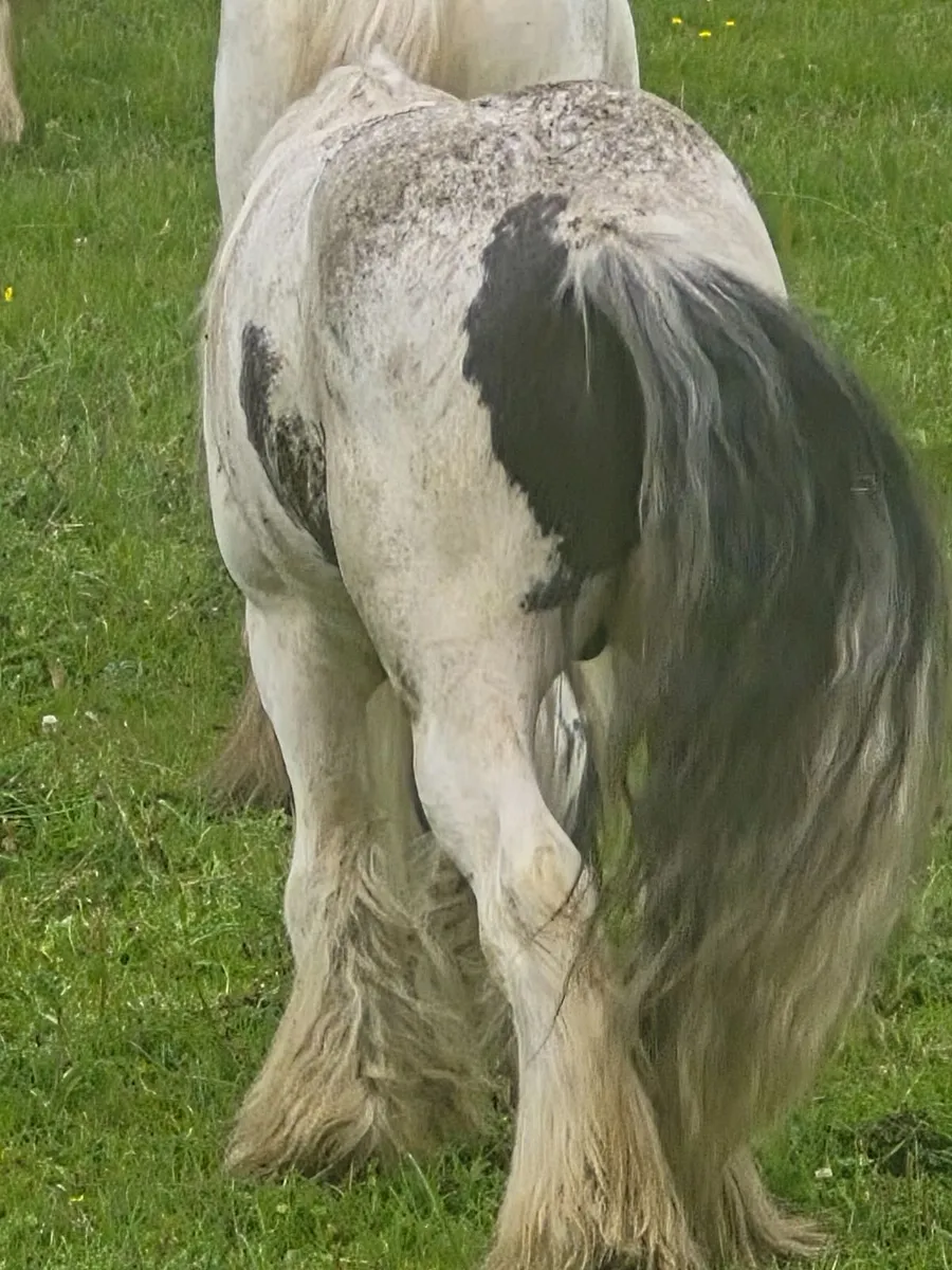 Cobs - Image 4