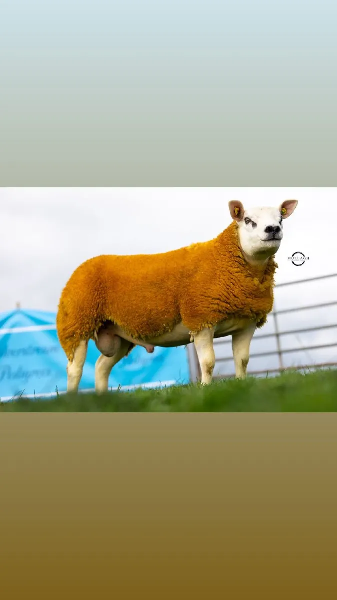 Suffolk and Texel Ram Lambs and Hoggets - Image 1