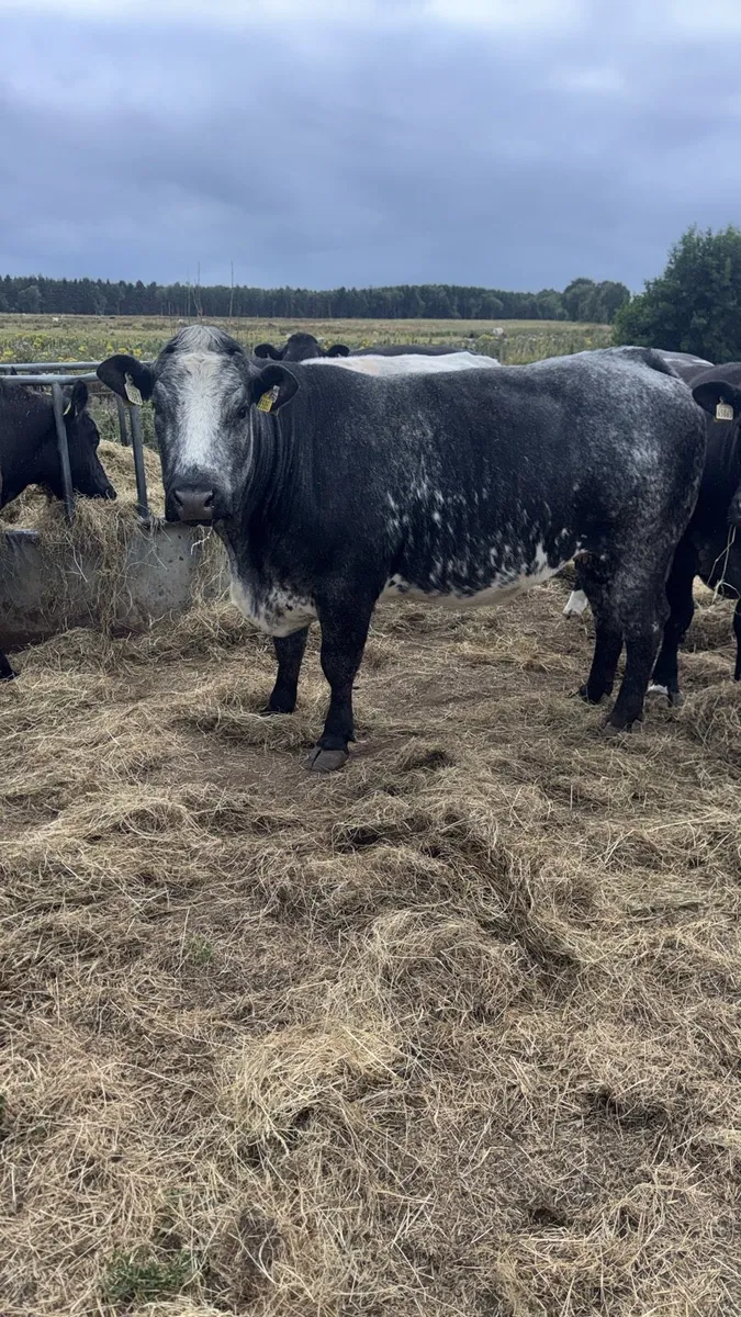 Roan & Coloured heifer weanlings ***** - Image 3